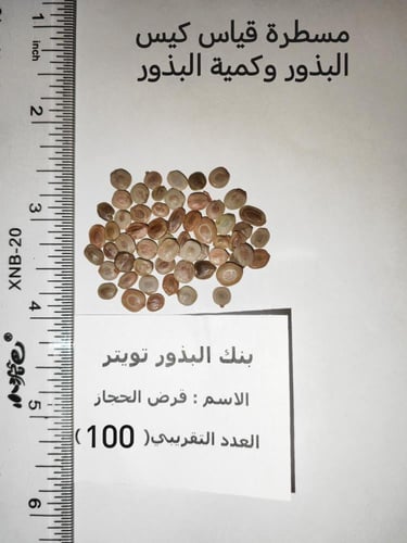 قرض من الحجاز 100 بذرة Acacia etbaica