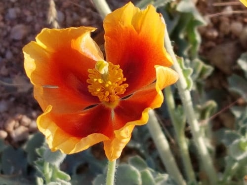 شقر 200 بذرة Glaucium arabicum Fresen