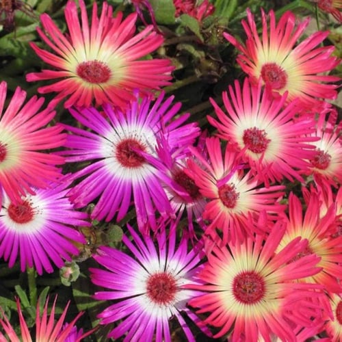 زهور الثلج 200 بذرة mesembryanthemem