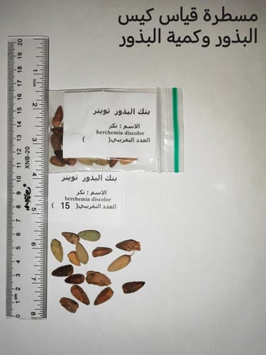شجرة نكر 15 بذرة berchemia discolor
