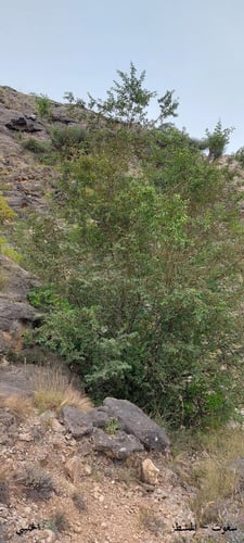 سغوت - المشط 20 بذرة Anogeissus dhofarica