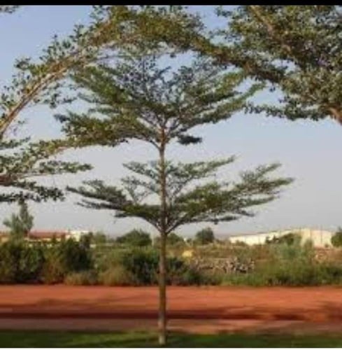 ترمناليا منتالي 15 بذرة terminalia mantaly