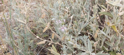قرطم - خضيراء 20 بذرة Stachys schimperi