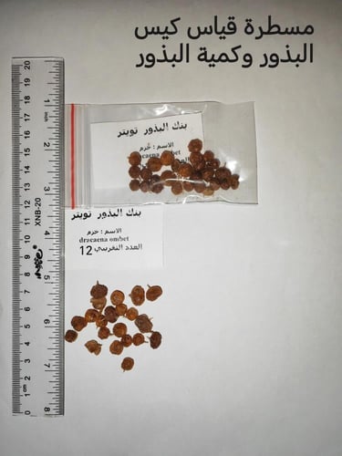 خزم - عراب 10 بذرات Dracaena ombet