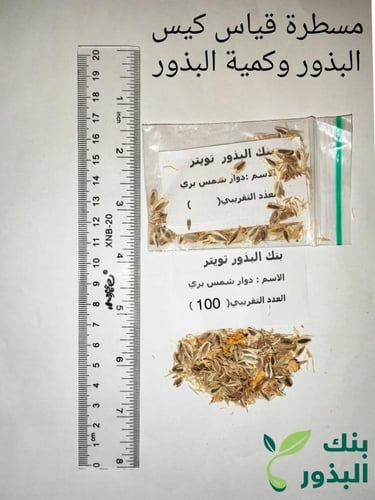 دوار الشمس البري 100 بذرة Verbesina encelioides