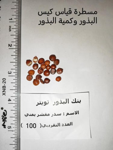 بذور سدر مقشرة 100 بذرة ziziphus spina-christi
