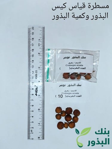 زعرور 10 ثمرات Crataegus aronia