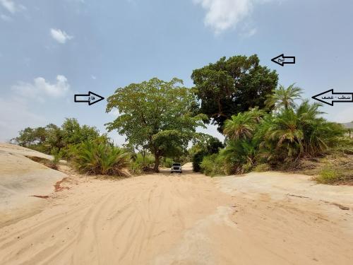 نخيل شطب - غضف 25 بذرة Phoenix caespitosa