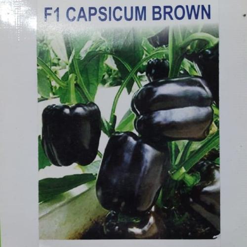 فلفل بارد بني غامق او اسود 12 بذرة