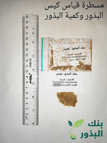 غريراء 600 بذرة eremobium aegyptiacum