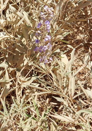 رثد - كف مريم 30 بذرة Vitex agnus-castus