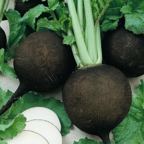 فجل اسود دائري اسباني 50 بذرة black spanish round...