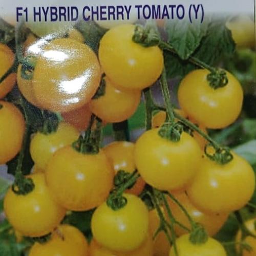 طماط شيري اصفر 30 بذرة