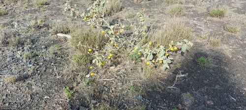 نبات الحدق 30 بذرة Solanum incanum ( لا ينصح به )