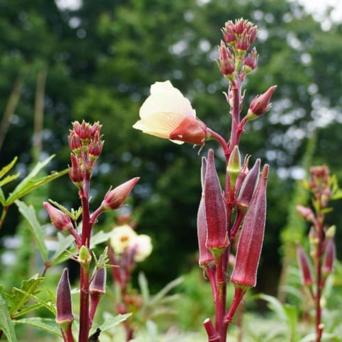 بامية حمراء امريكية 50 بذرة red burgundy okra ( he...