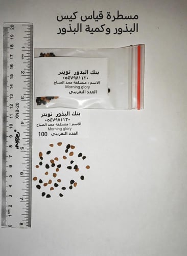 متسلقة مجد الصباح 100 بذرةMorning glory