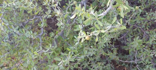 حضف سدر بري ظفار 20 بذرة Ziziphus Leucodermis