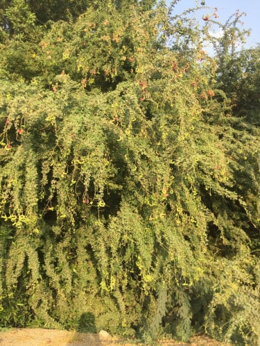 لوز هندي 100 بذرة Pithecellobium dulce