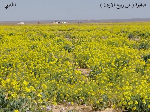 صفيرة 200 بذرة من ربيع الاردن