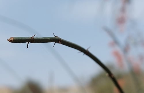 لوى 20 بذرة Ephedra foeminea Forssk