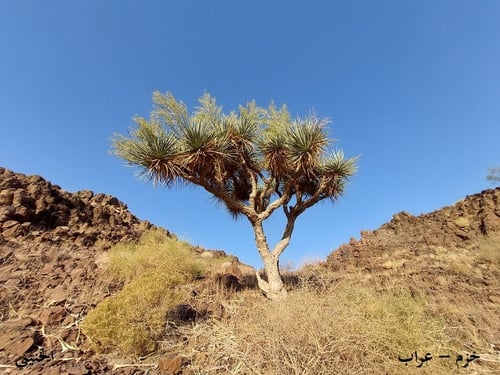 خزم - عراب 10 بذرات Dracaena ombet