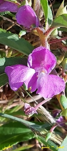 بلسم - صفار ظفار 20 بذرة Lmpatiens balsamina