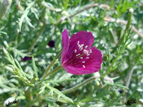 بختري 300 بذرة Roemeria hybrida
