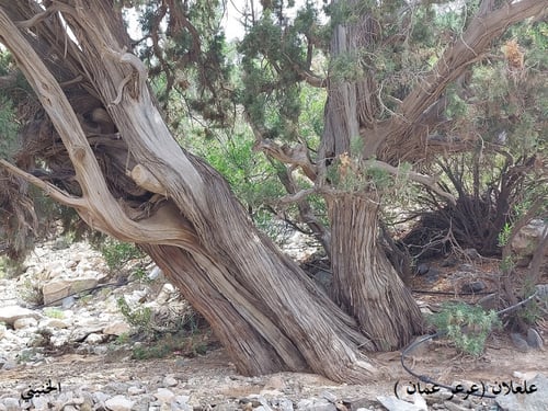 علعلان ( عرعر ) 20 بذرة Juniperus excelsa M