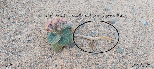 عتر ورقه مدور 10 بذرات odontanthera radians