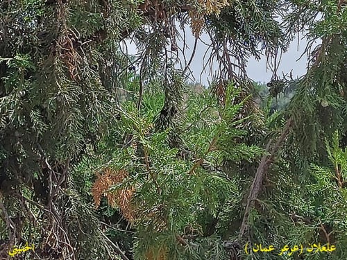 علعلان ( عرعر ) 20 بذرة Juniperus excelsa M