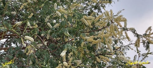 طلح الضهيان 50 بذرة Acacia asak