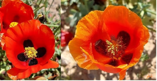 شقر احمر من ربيع الاردن 200 بذرة Glaucium