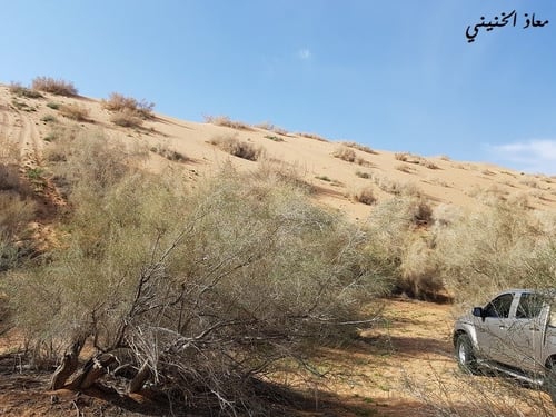 غضا جديد 2026 كمية البذور ملأ بيالة به شوائب كثيرة...