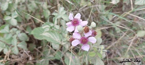 عليق - توت بري 15 بذرة Rubus sanctus