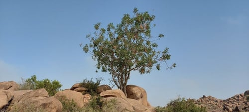 ضرو 30 بذرة Pistacia falcata