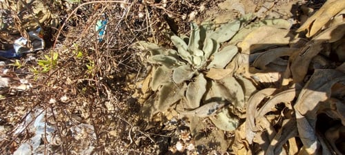البوصير 30 بذرة Verbascum sinaiticum