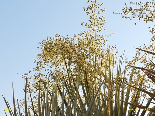 خزم - عراب 10 بذرات Dracaena ombet