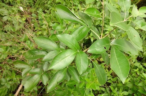 وايتكس خضراء 100 بذرة Vitex trifolia