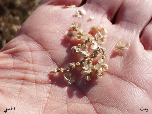 بذور رمث جديد 2026 ملأ بيالة شاي Haloxylon persicu...