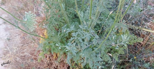 خلة برية 400 بذرة Ammi Visnaga