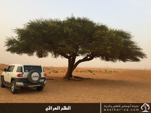 طلح نجفي - عراقي 30 بذرة