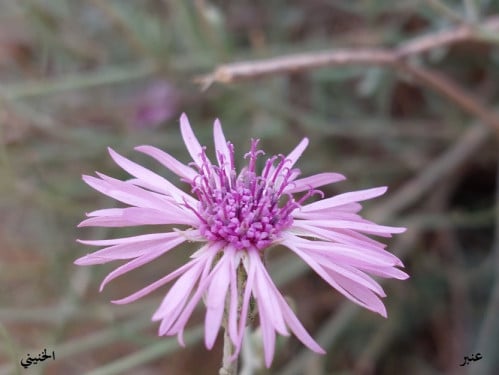 عنبر - قرنفل 5 زهرات Volutaria lippii