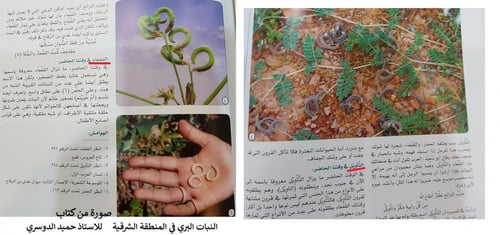 قفعاء و تأويل كمية البذور مثل الصورة Astragalus
