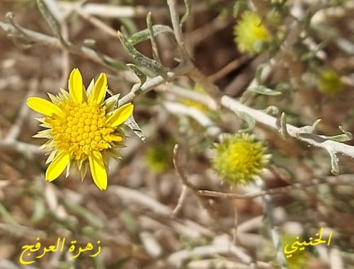 عرفج مقدار كأس ورق من البذور Rhanterium epapposum