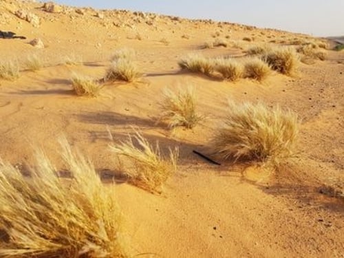 بذور نصي مقدار فنجال مع شوائب Stipagrostis