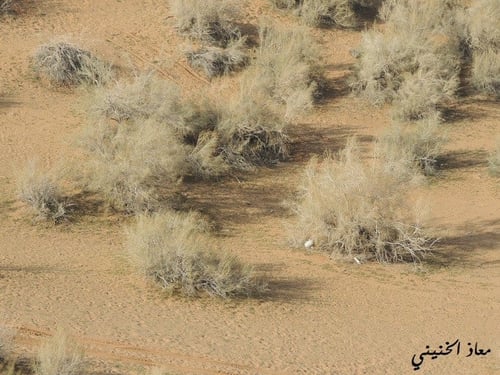 غضا جديد 2026 كمية البذور ملأ بيالة به شوائب كثيرة...