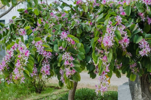 خف الجمل 15 بذرة Bauhinia variegata لا اعرف عن جود...