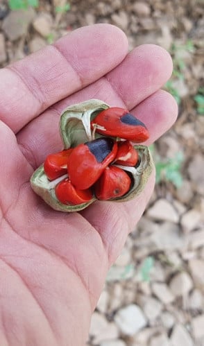 وصف 10 بذرات تنبيه ( البذور جافة الأن قد لا تنبت )