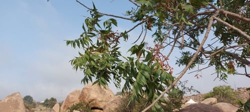 ضرو 30 بذرة Pistacia falcata