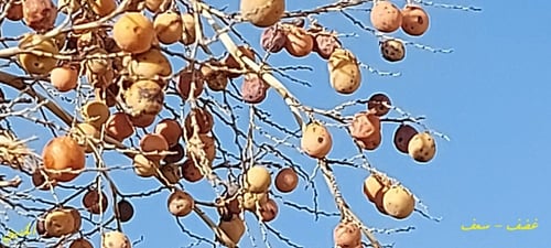 غضف - سعف 20 بذرة Nannorrhops Ritchieana